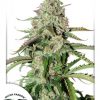 Dutch Passion Auto Cinderella Jack female Seeds Dutch Passion Auto Cinderella Jack female Seeds
