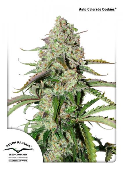 Dutch Passion Auto Colorado Cookies female seeds Dutch Passion Auto Colorado Cookies female seeds