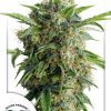 Dutch Passion Auto Colorado Cookies female seeds Dutch Passion Auto Colorado Cookies female seeds