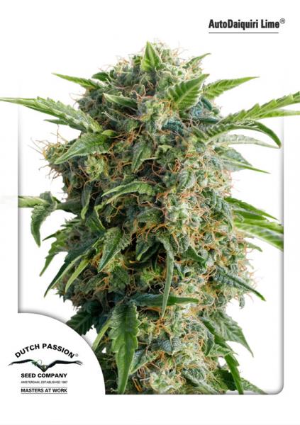 Dutch Passion Auto Daiquiri Lime female seeds Dutch Passion Auto Daiquiri Lime female seeds