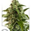 Dutch Passion Auto Glueberry O.G female Seeds Dutch Passion Auto Glueberry O.G female Seeds