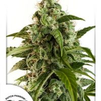 Dutch Passion Auto Euforia female Seeds  