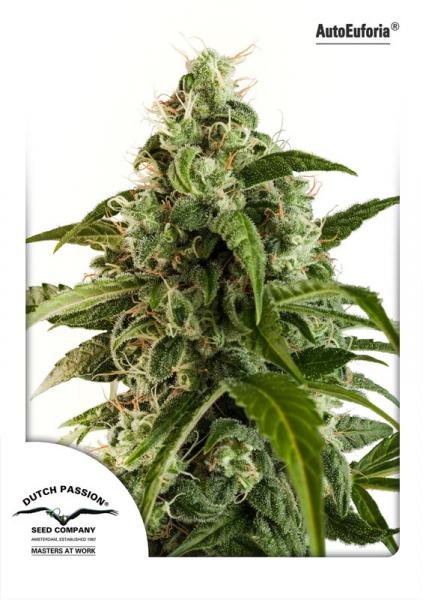 Dutch Passion Auto Euforia female Seeds Dutch Passion Auto Euforia female Seeds