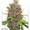 Dutch Passion Auto Euforia female Seeds Dutch Passion Auto Euforia female Seeds
