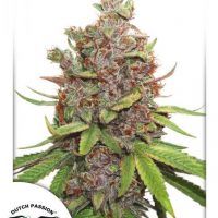 Dutch Passion Auto Glueberry O.G female Seeds  