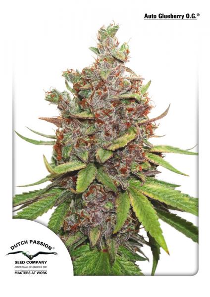 Dutch Passion Auto Glueberry O.G female Seeds Dutch Passion Auto Glueberry O.G female Seeds