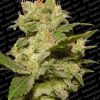 Paradise Seeds Auto Acid  