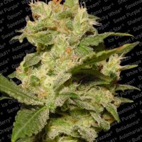 Paradise Seeds Auto Jack  