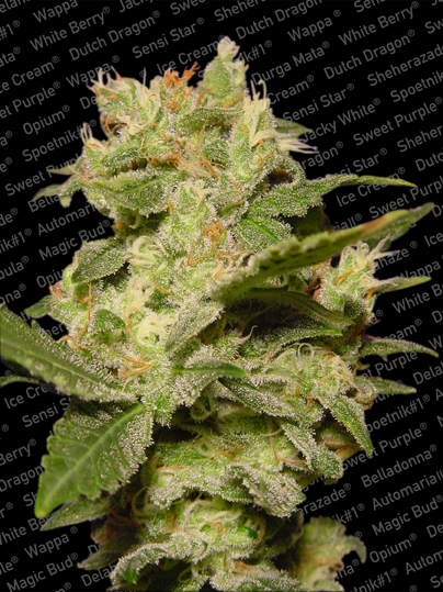 Paradise Seeds Auto Jack Paradise Seeds Auto Jack