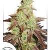 Dutch Passion Auto Mazar female Seeds Dutch Passion Auto Mazar female Seeds