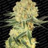 Paradise Seeds Auto Jack Paradise Seeds Auto Jack