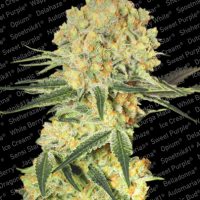 Paradise Seeds Auto Wappa  
