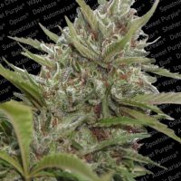 Paradise Seeds Auto Whiteberry  