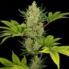 Barney's Farm Blue Cheese female Seeds Barney's Farm Blue Cheese female Seeds