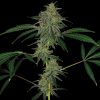 Barney's Farm Blue Cheese female Seeds Barney's Farm Blue Cheese female Seeds