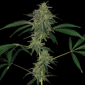 Barney's Farm Blue Mammoth Auto female Seeds Barney's Farm Blue Mammoth Auto female Seeds