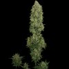 Barney's Farm Peppermint Kush female Seeds  