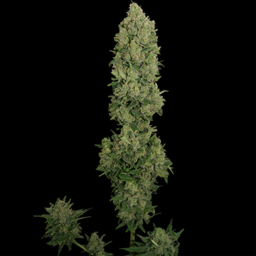 Barney's Farm NYC Diesel Auto female Seeds Barney's Farm NYC Diesel Auto female Seeds