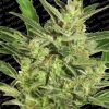 Paradise Seeds Belladonna  