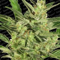 Paradise Seeds Automaria II  