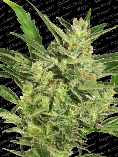 Paradise Seeds Automaria II Paradise Seeds Automaria II