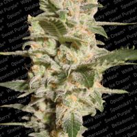Paradise Seeds Belladonna  