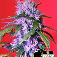 Bomb Seeds Berry Bomb  