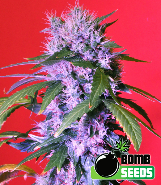 Bomb Seeds Berry Bomb Bomb Seeds Berry Bomb