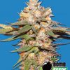 Bomb Seeds Bubble Bomb Bomb Seeds Bubble Bomb