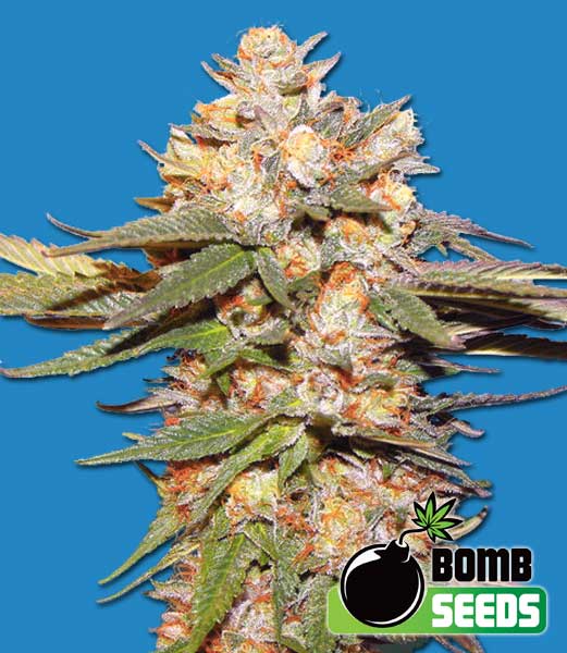 Bomb Seeds Big Bomb Auto Bomb Seeds Big Bomb Auto