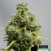 Bomb Seeds Big Bomb Auto Bomb Seeds Big Bomb Auto