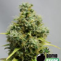 Bomb Seeds Big Bomb  
