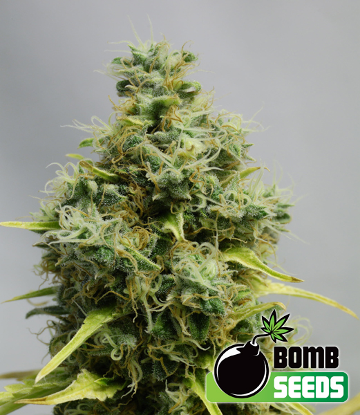 Bomb Seeds Big Bomb Bomb Seeds Big Bomb