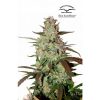 Dutch Passion Blue Velvet female Seeds  