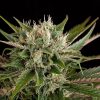 Dinafem Blue Cheese Auto female Seeds Dinafem Blue Cheese Auto female Seeds