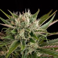 Dinafem Blue Cheese female Seeds  