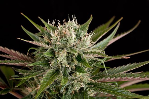 Dinafem Blue Cheese female Seeds Dinafem Blue Cheese female Seeds