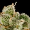 Dinafem Blue Widow female Seeds Dinafem Blue Widow female Seeds