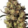 Dutch Passion Blueberry female Seeds Dutch Passion Blueberry female Seeds