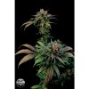 Dinafem Bubba Kush Autoflowering female Seeds  
