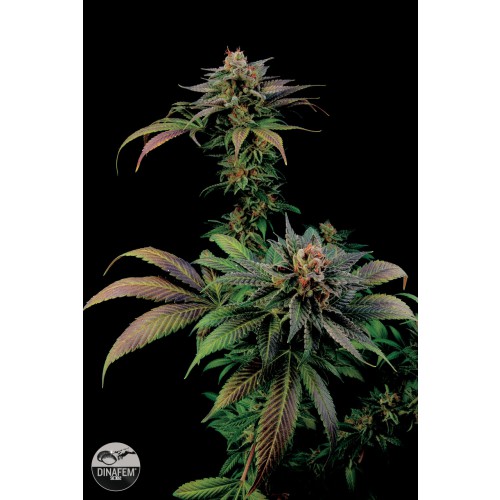 Dinafem Blue Widow female Seeds Dinafem Blue Widow female Seeds