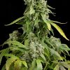 Dinafem Blue Cheese female Seeds Dinafem Blue Cheese female Seeds