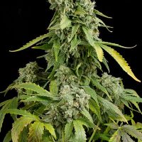 Dinafem Blue Cheese Auto female Seeds  