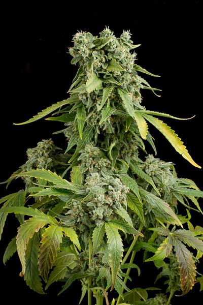 Dinafem Blue Cheese Auto female Seeds Dinafem Blue Cheese Auto female Seeds