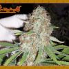 Dr Krippling Seeds Afghan Cow Dr Krippling Seeds Afghan Cow