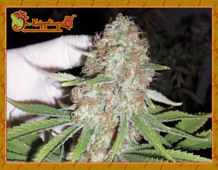 Dr Krippling Seeds Blue Kripple Dr Krippling Seeds Blue Kripple