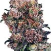 Dutch Passion Blue Velvet female Seeds  