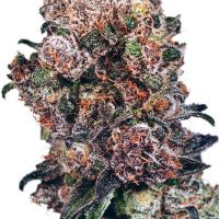 Dutch Passion Blueberry female Seeds  