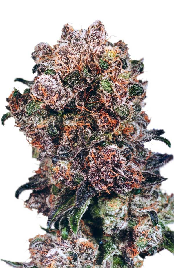 Dutch Passion Blueberry female Seeds Dutch Passion Blueberry female Seeds