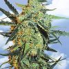 Flying Dutchmen Amsterdam Mist female Seeds Flying Dutchmen Amsterdam Mist female Seeds